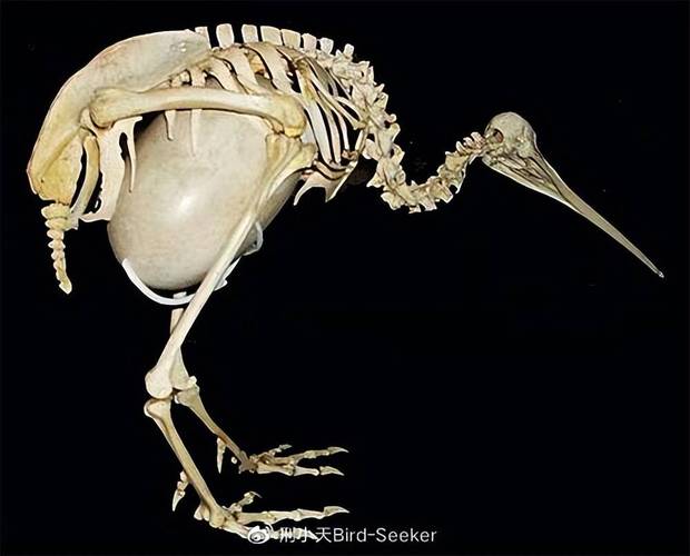 几维鸟灭绝了吗 新西兰国宝鸟有几个